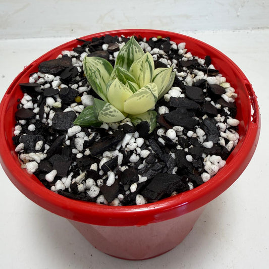 Haworthia cuspidata variegated plant | 130mm pot