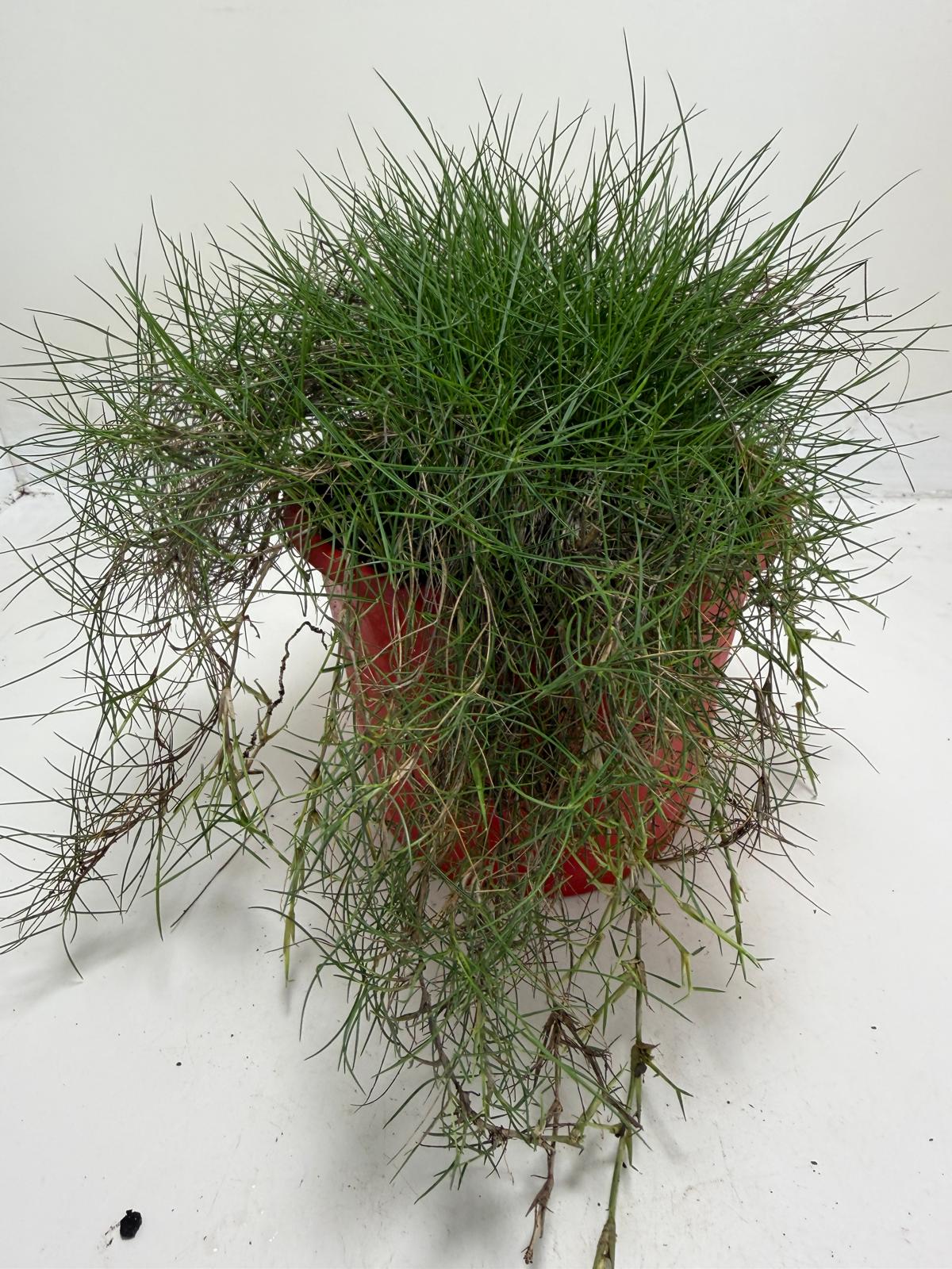 No Mow Grass
