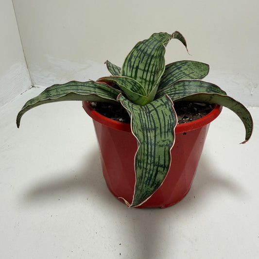 Buy Sansevieria Cleopatra | Easy Care Houseplant