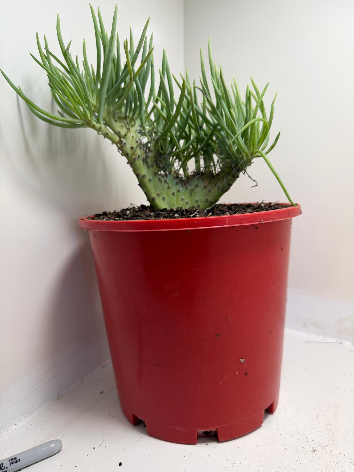 Mermaid Tail : Crested Senecio Talinoides - Narrow Leaf Chalk Stick #953