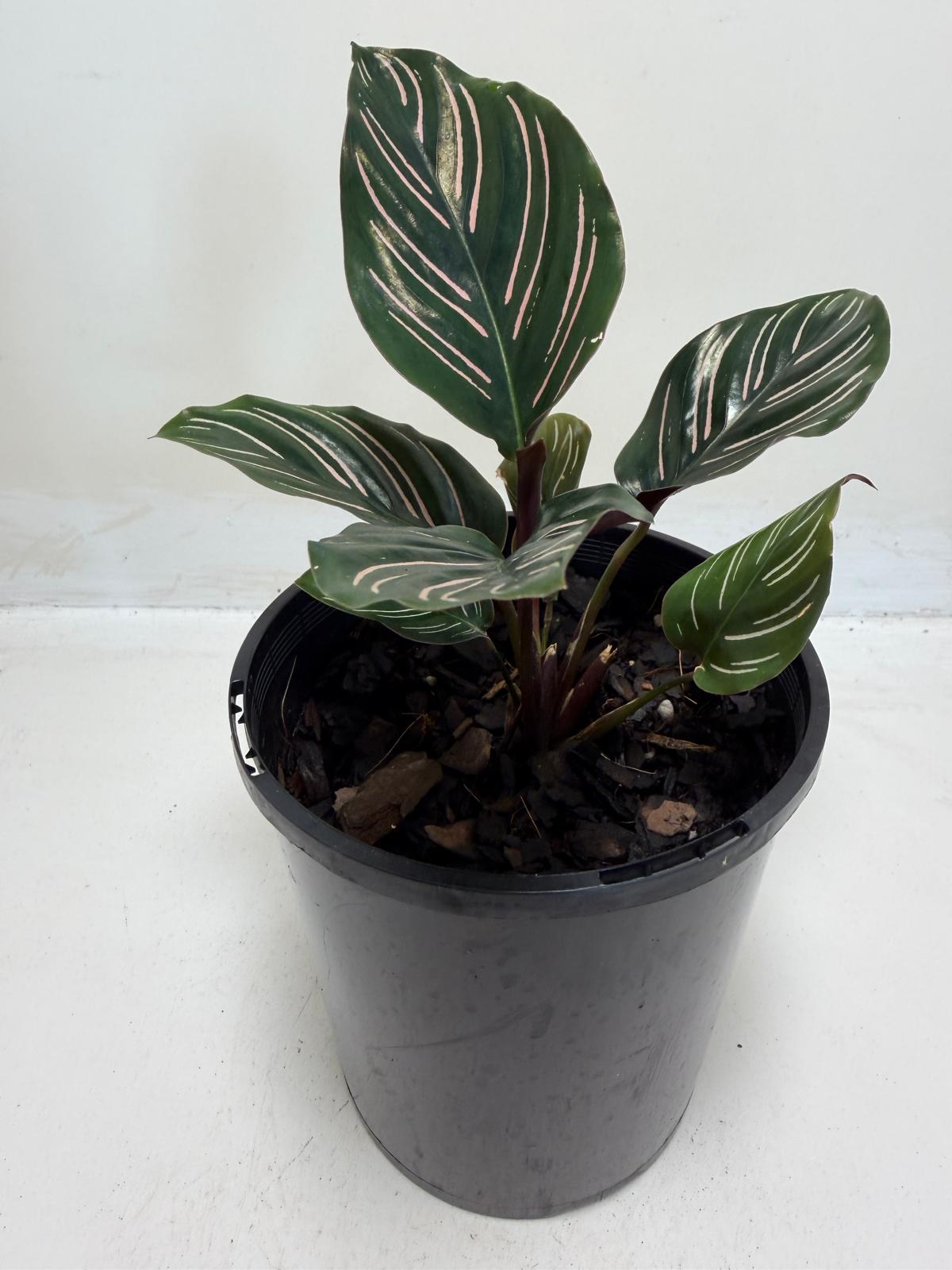 Calathea Ornata-100mm