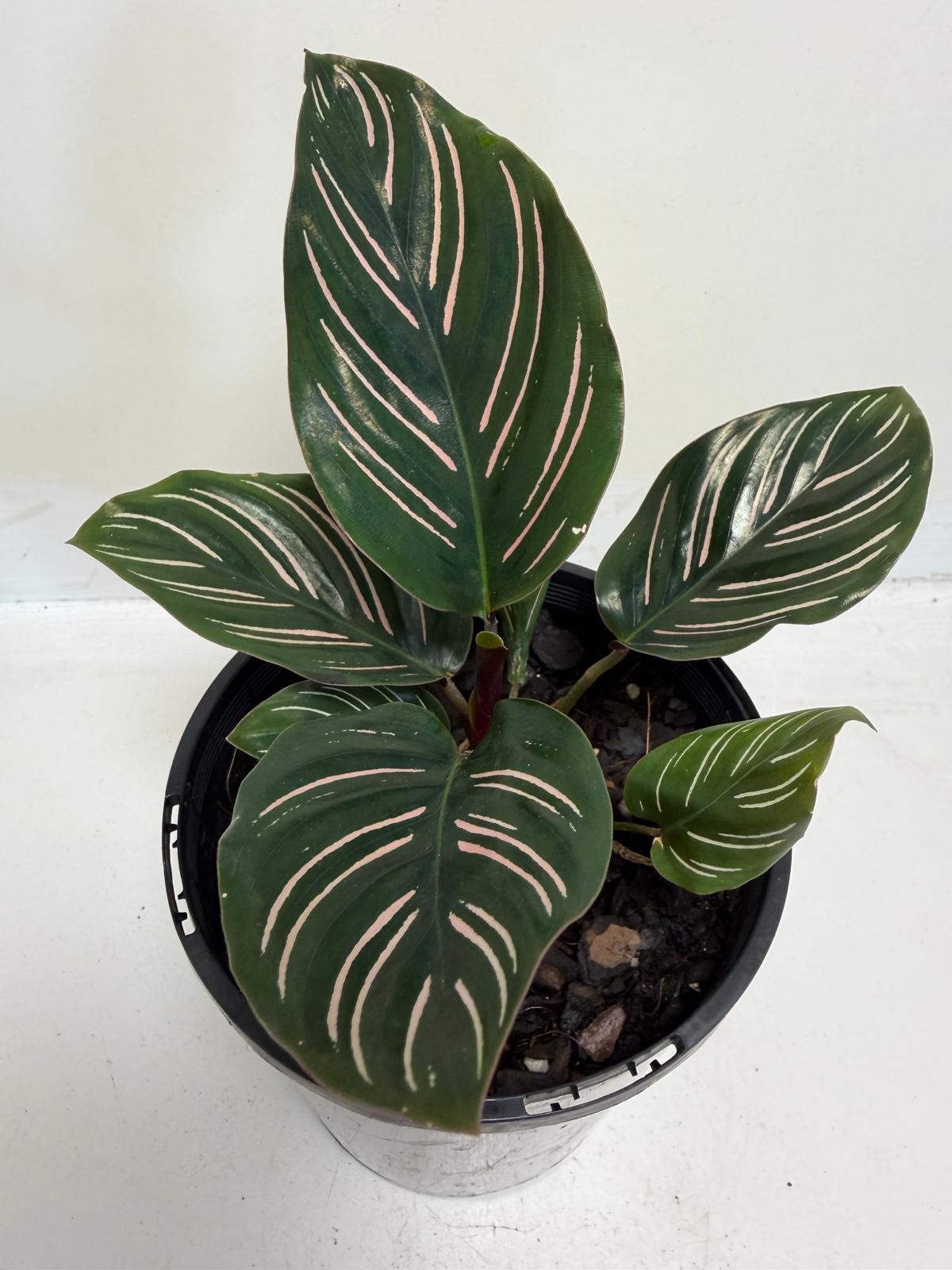 Calathea Ornata-100mm