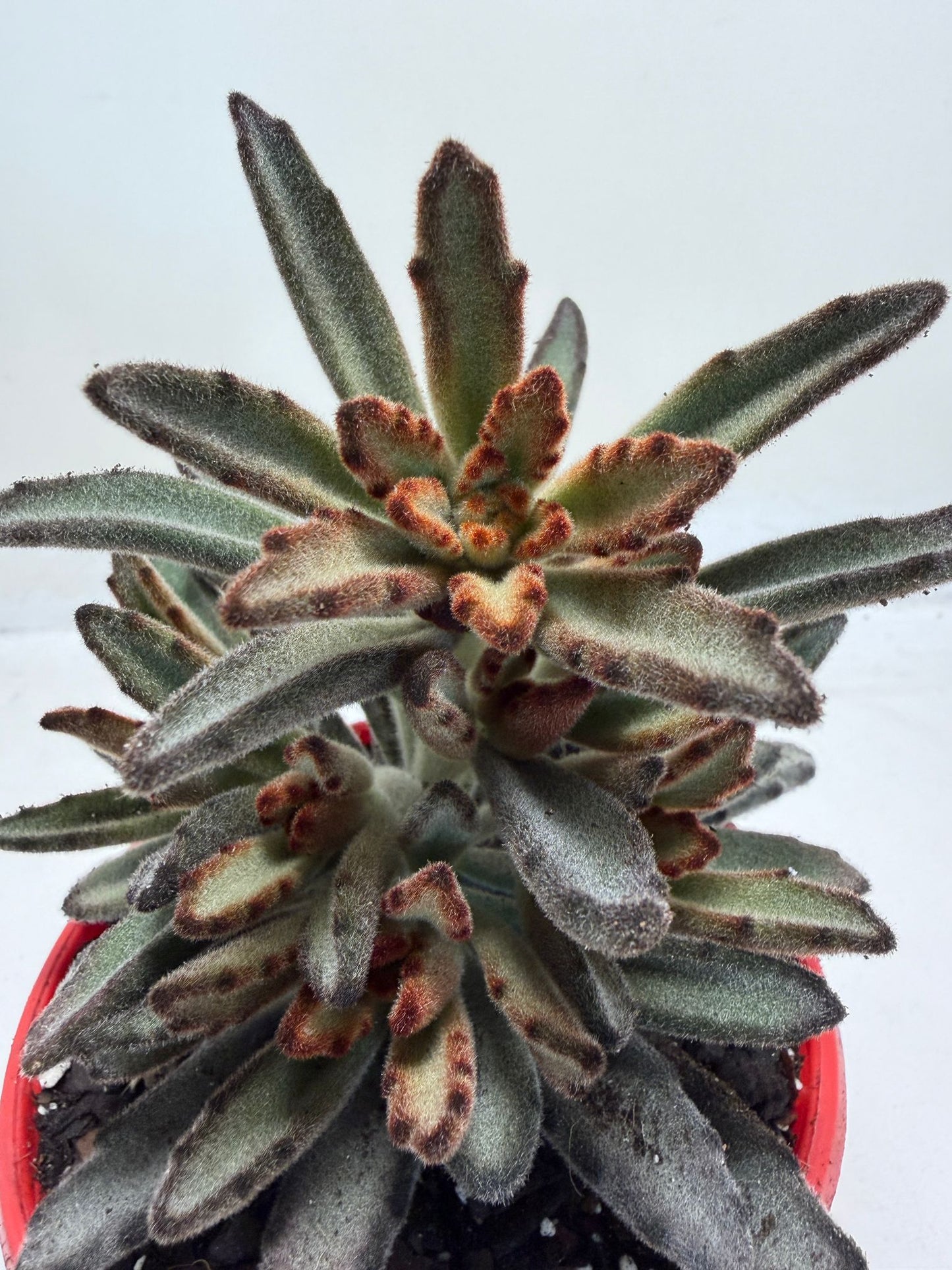 Kalanchoe tomentosa 'Chocolate'