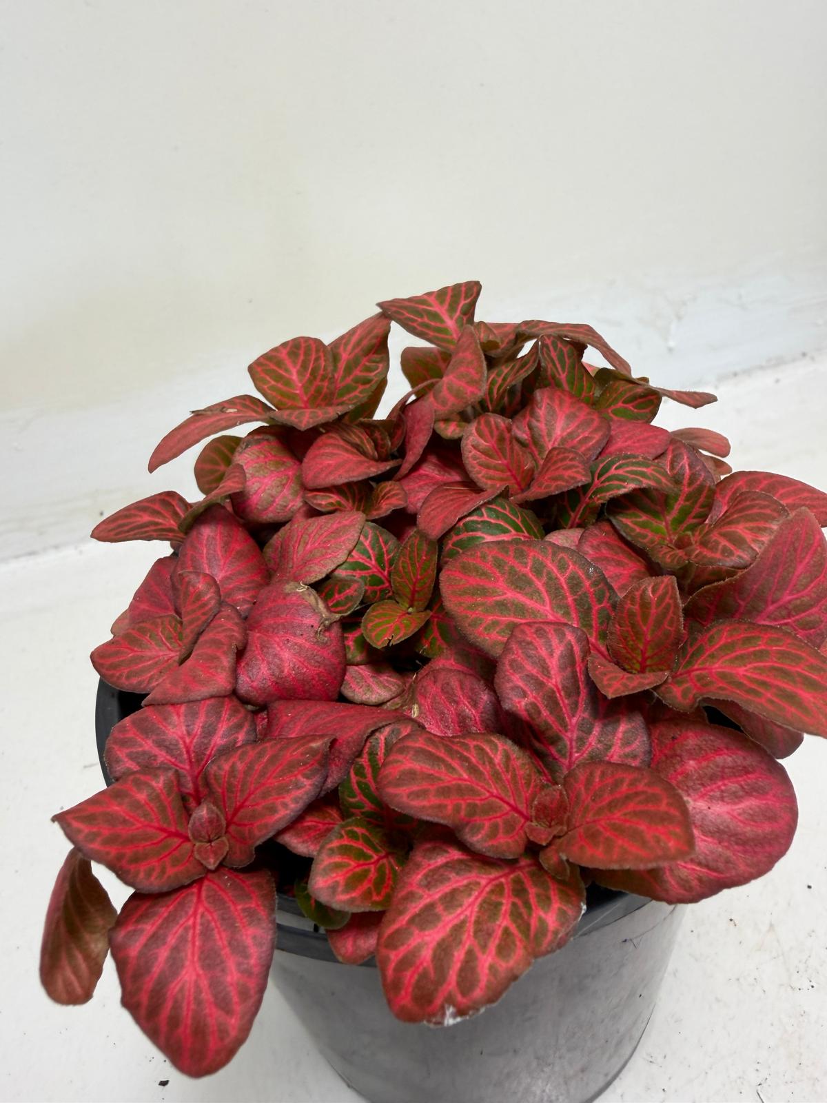 Fittonia ‘Red Flame’ – Vibrant Red Veined Nerve Plant | 100mm
