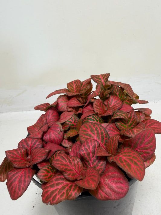 Fittonia ‘Red Flame’ – Vibrant Red Veined Nerve Plant | 100mm