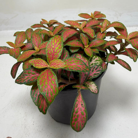 Buy Fittonia Ruyi | Statement Indoor Plant|100mm