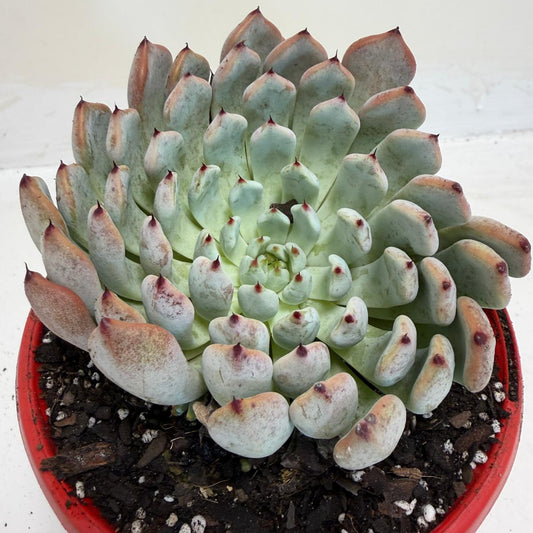 Buy Echeveria Gmmul | Easy Care Houseplant|130mm