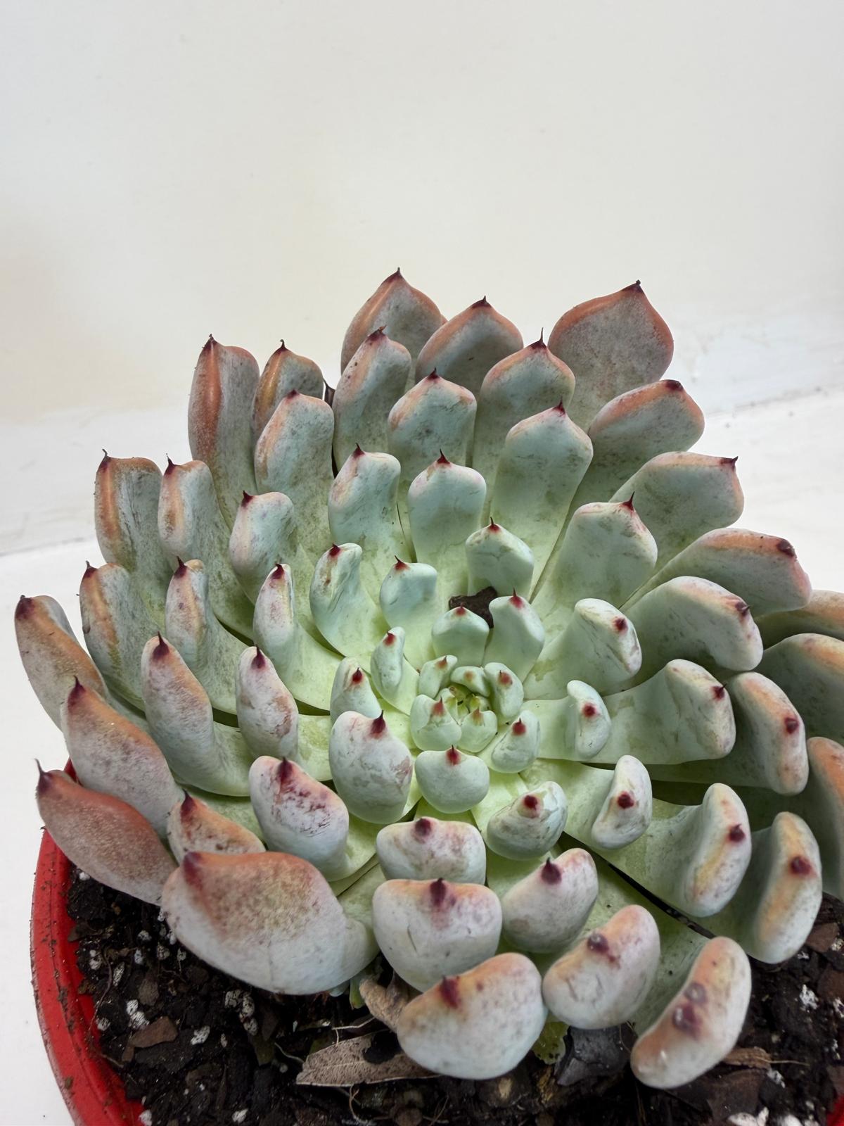 Buy Echeveria Gmmul | Easy Care Houseplant|130mm