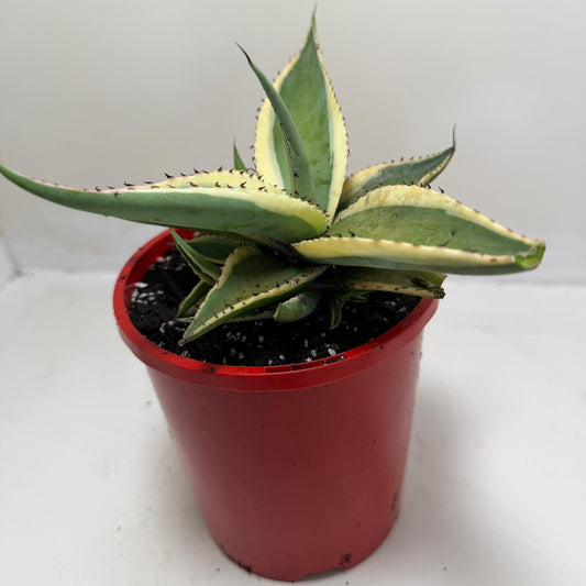 Buy Agave guiengola Creme Brulee | Rare & Exotic Plant |130mm