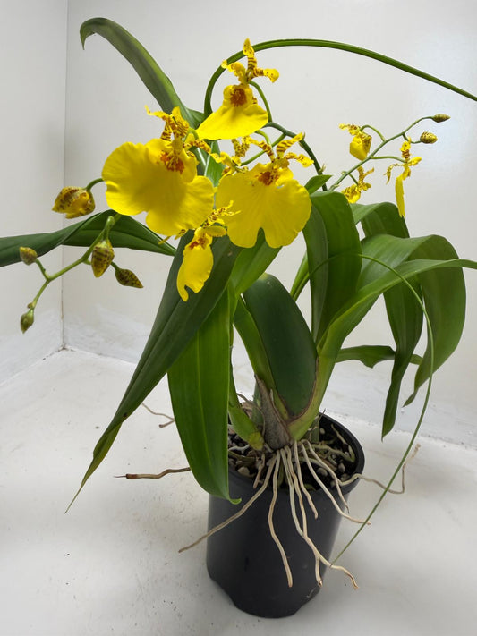 Oncidesa Saint Dawn Gold