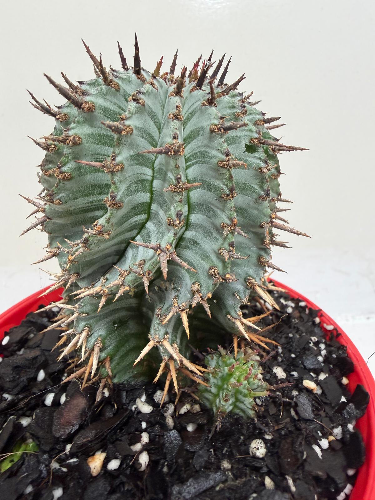 Euphorbia Horrida ‘Striata’