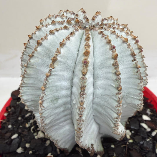 Euphorbia Polygona Snowflake