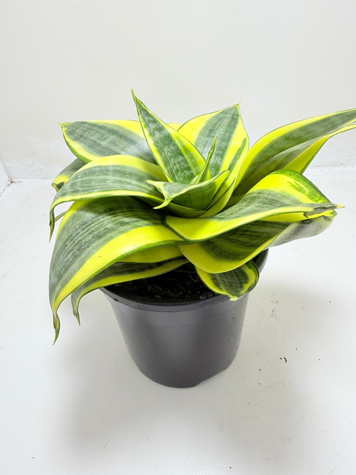 Dracaena Trifasciata 'Golden Hahnii'