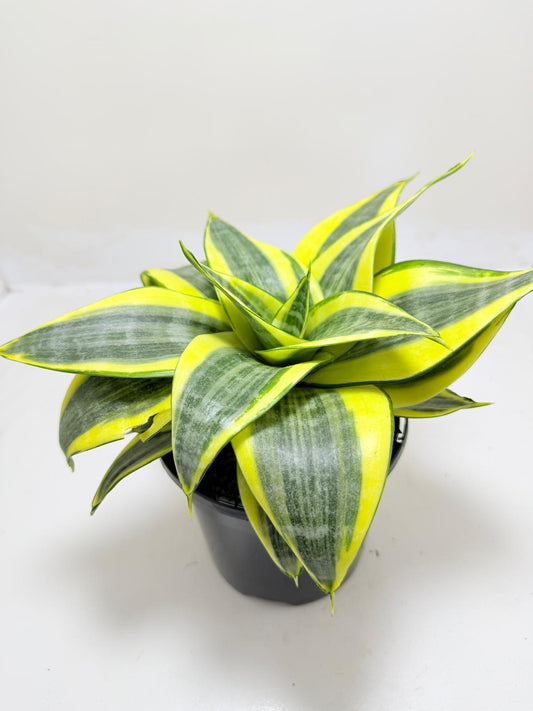 Dracaena Trifasciata 'Golden Hahnii'