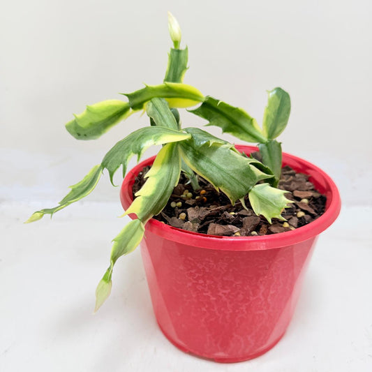Variegated Zygo Cactus