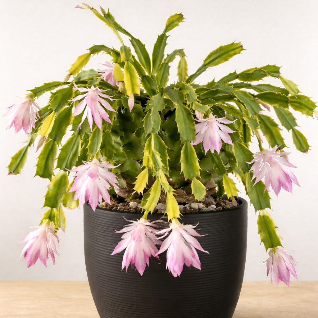 Buy Variegated Zygo Cactus