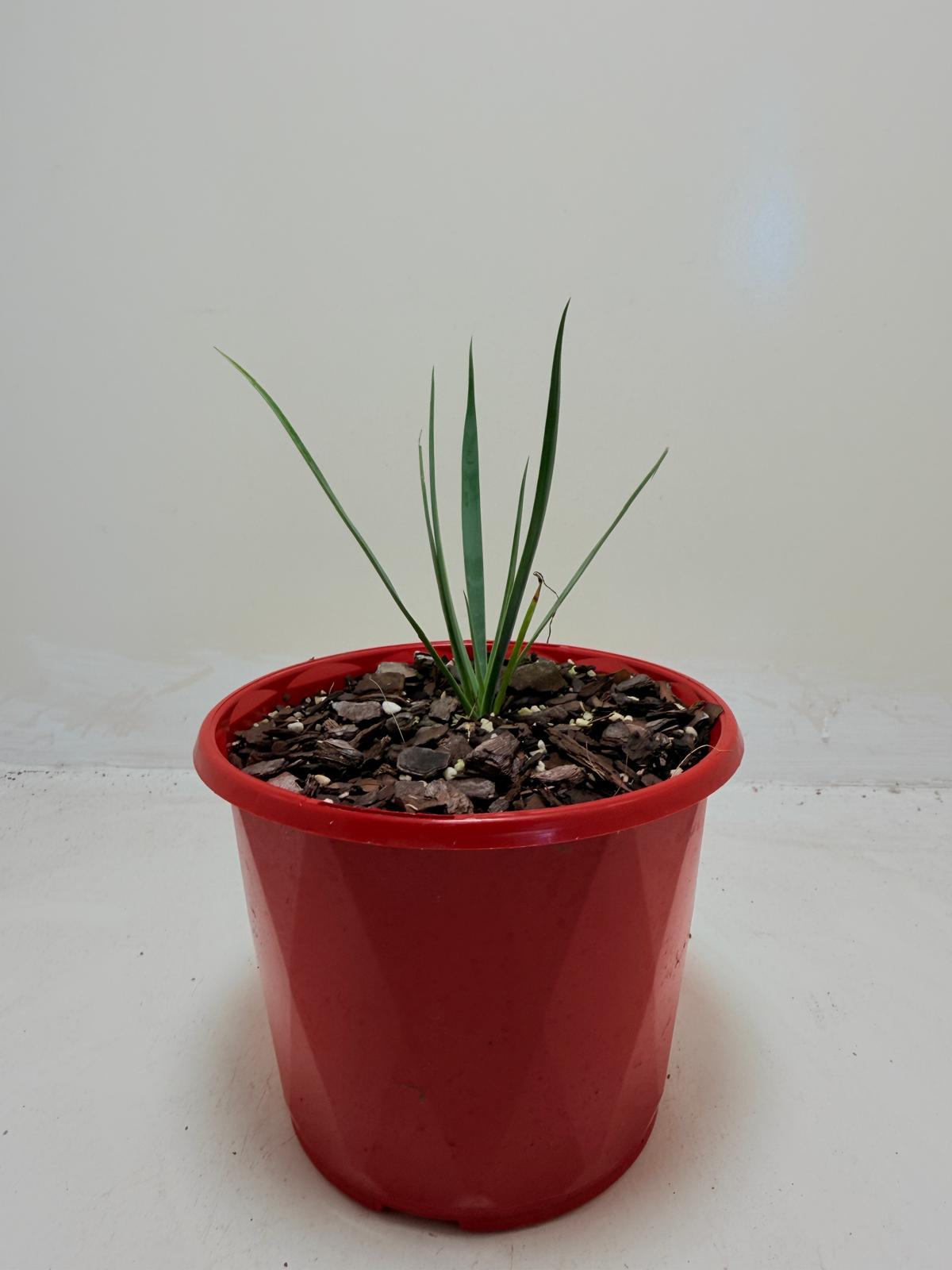 Buy Yucca rostrata Blue Silver | Statement Plant
