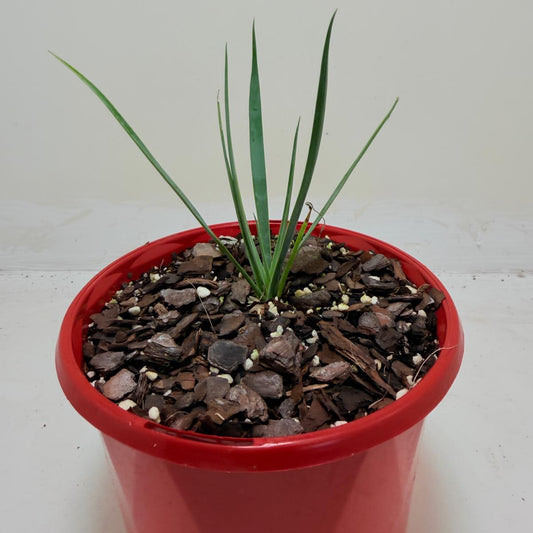 Buy Yucca rostrata Blue Silver | Statement Plant