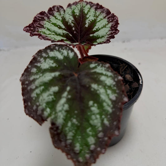 Begonia Fireworks