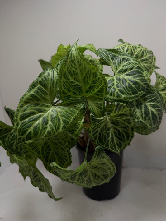 Buy Syngonium Batik | Easy Care Houseplant