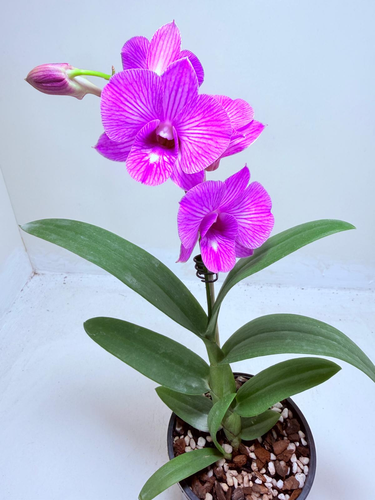 Dendrobium ‘Burana Stripe’
