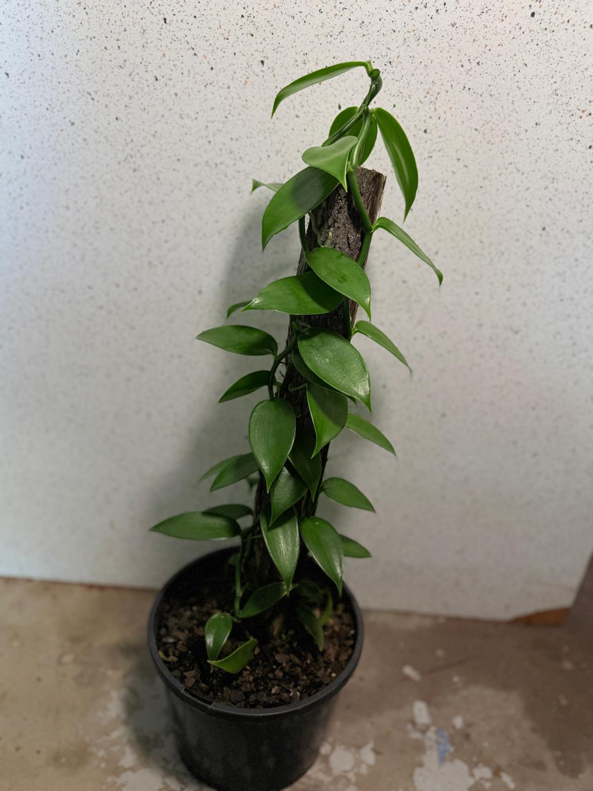Vanilla Planifolia