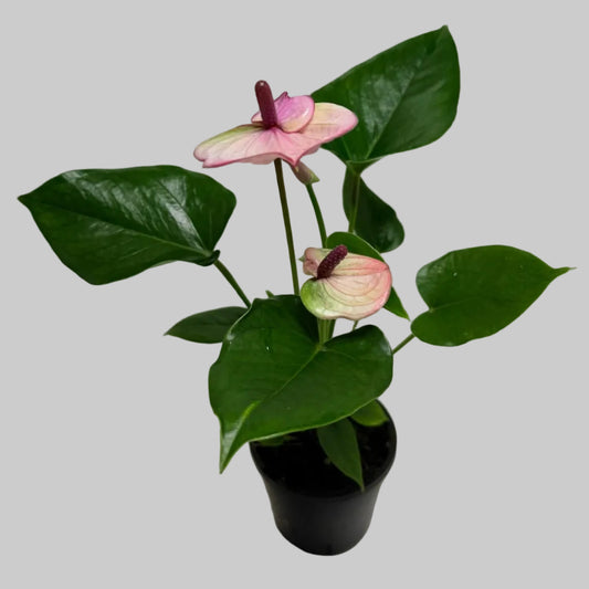 Buy Anthurium Laguna | Easy Care Houseplant | 100mm