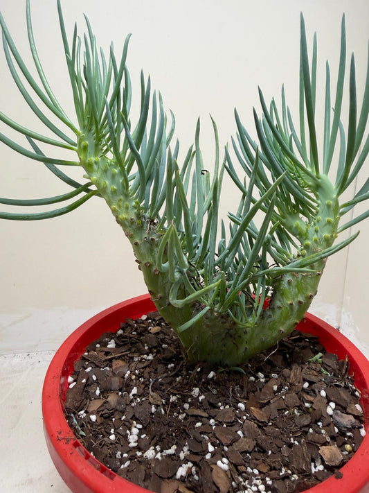 Mermaid Tail #201 : Crested Senecio Talinoides