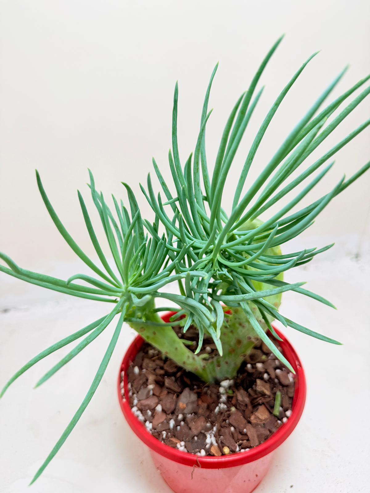 Mermaid Tail : Crested Senecio Talinoides - Narrow Leaf Chalk Stick # 202