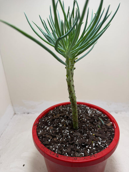 Mermaid Tail : Crested Senecio Talinoides - Narrow Leaf Chalk Stick # 203