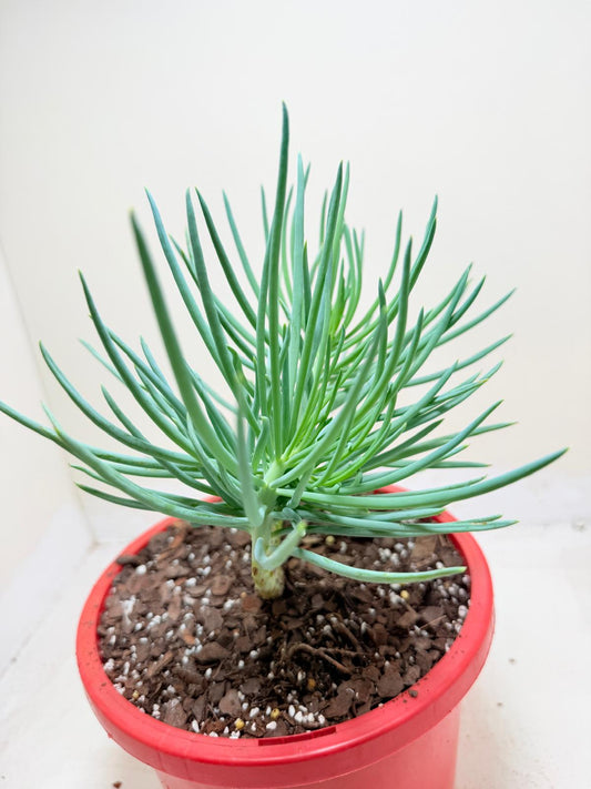 Mermaid Tail : Crested Senecio Talinoides - Narrow Leaf Chalk Stick # 204