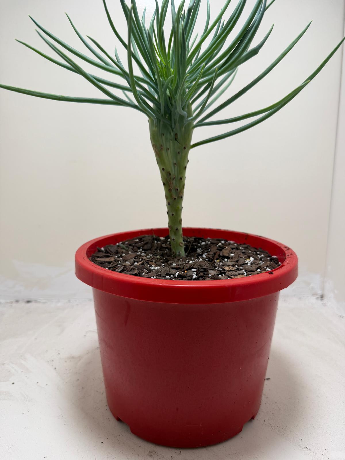 Mermaid Tail : Crested Senecio Talinoides - Narrow Leaf Chalk Stick #207