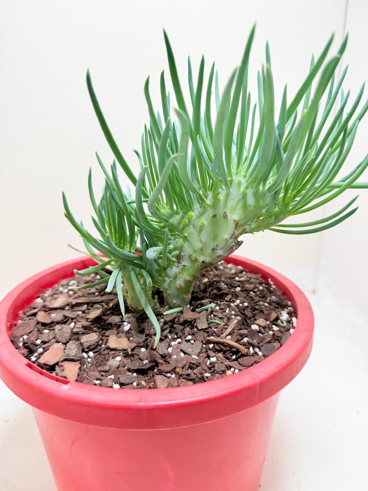 Mermaid Tail : Crested Senecio Talinoides - Narrow Leaf Chalk Stick #302