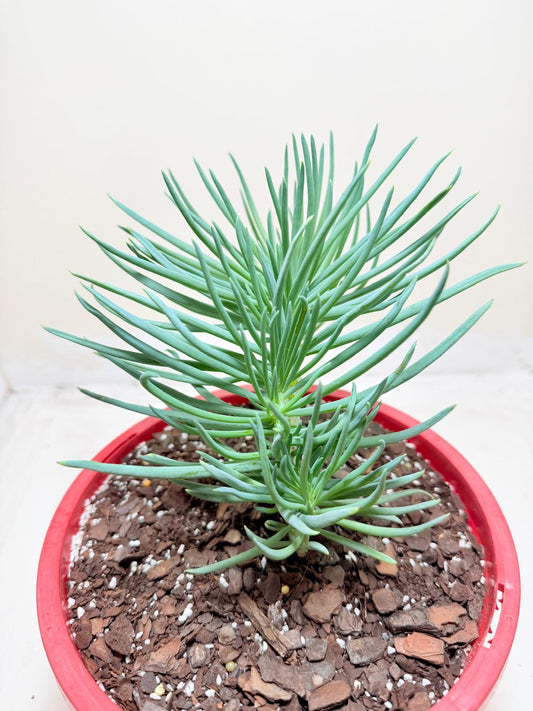 Mermaid Tail : Crested Senecio Talinoides - Narrow Leaf Chalk Stick #302