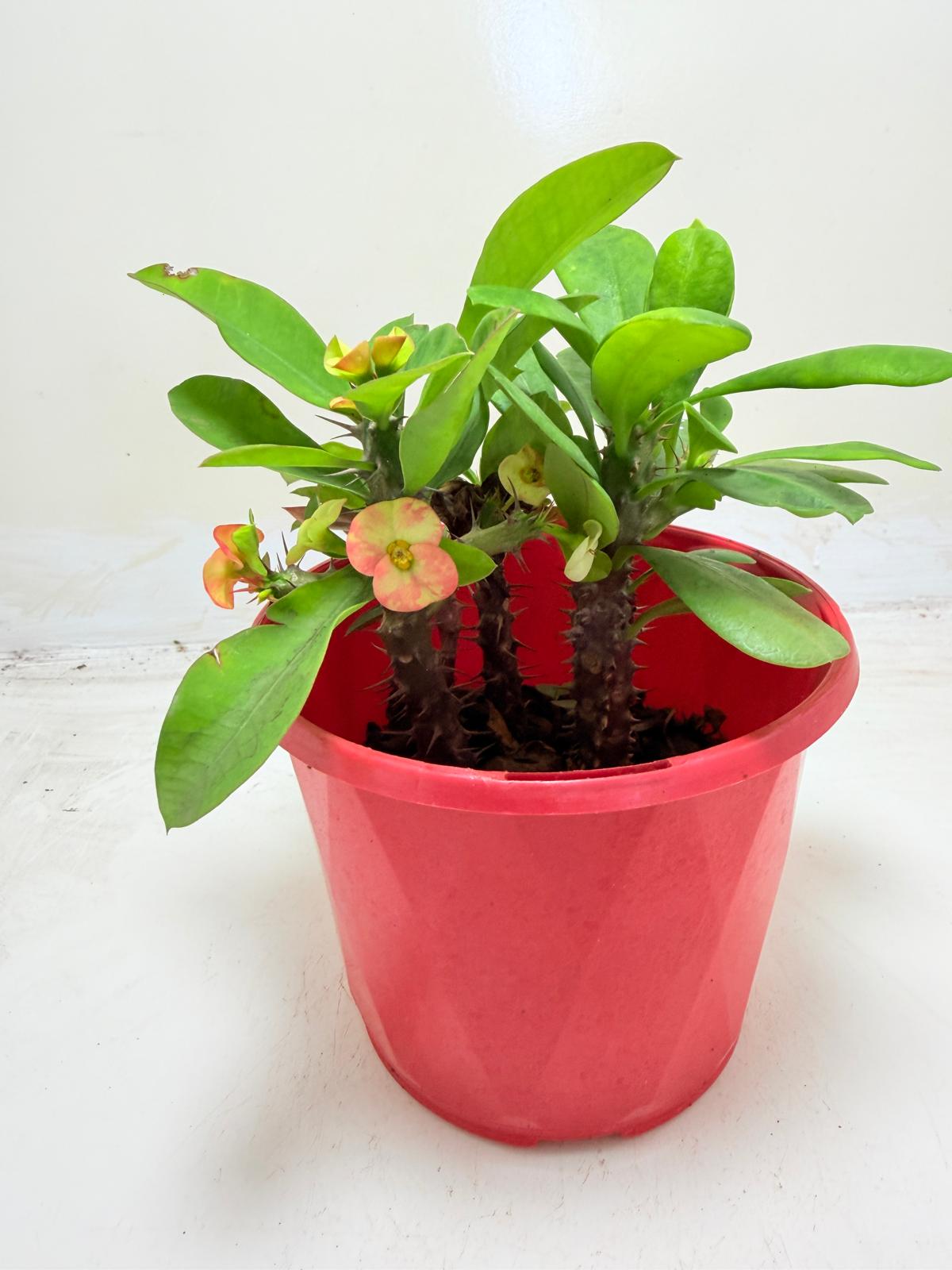 Euphorbia Milli 3 In One #126