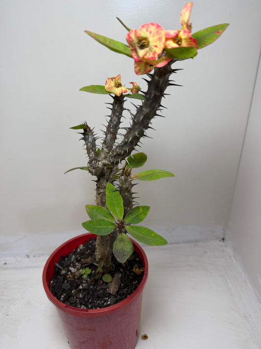 Euphorbia Milli #129