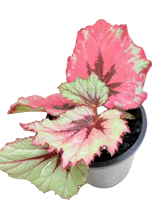 Begonia Ruby Slippers