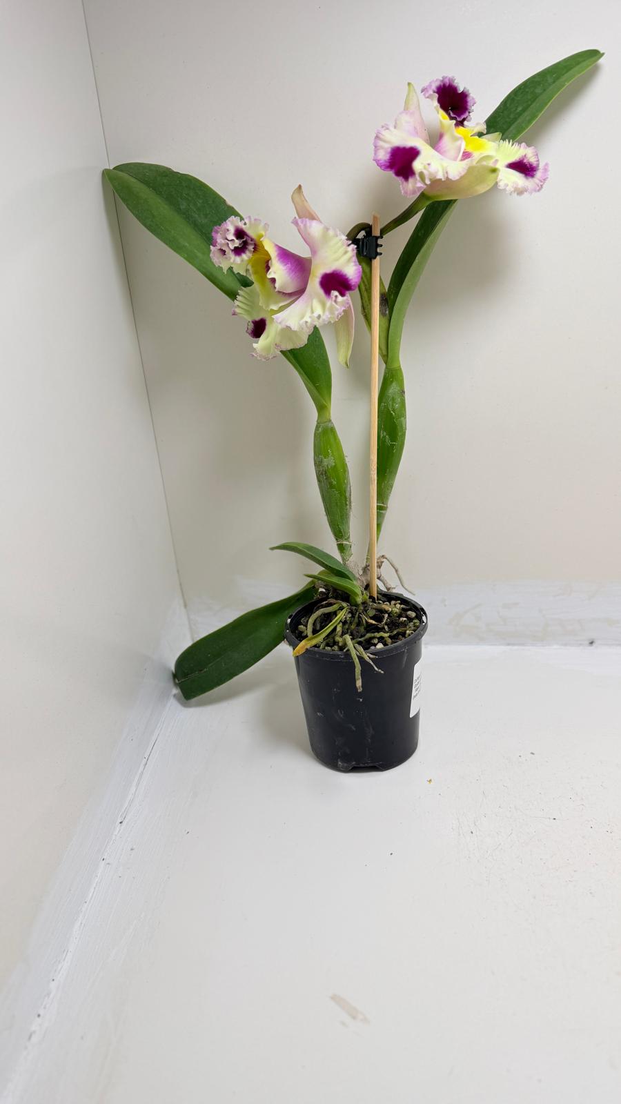 Buy Cattleya Bio Goldenzelle Egg Nong x Maris Song Mad Butterfly | Rare Orchid- 100mm