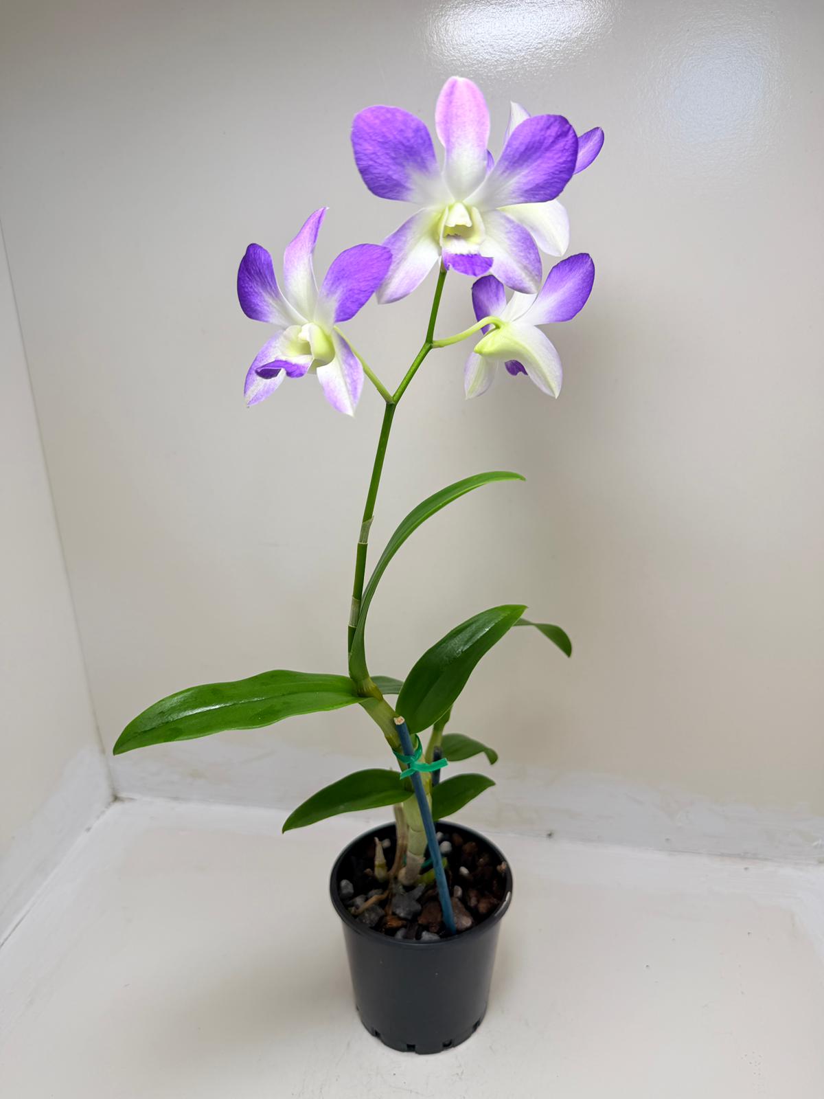 Buy Den.Aridang Light Blue | Rare & Exotic Plant