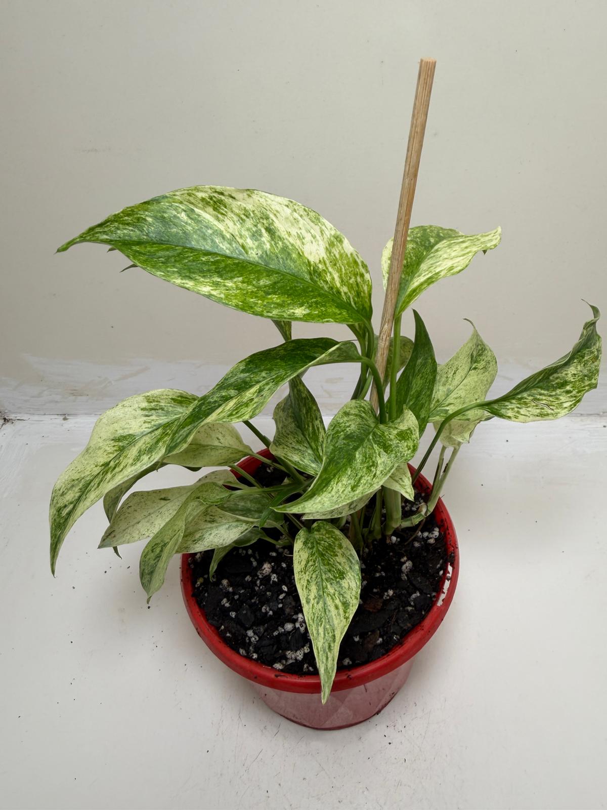 Buy Monstera Laniata Variegata | Rare & Exotic Plant |130mm