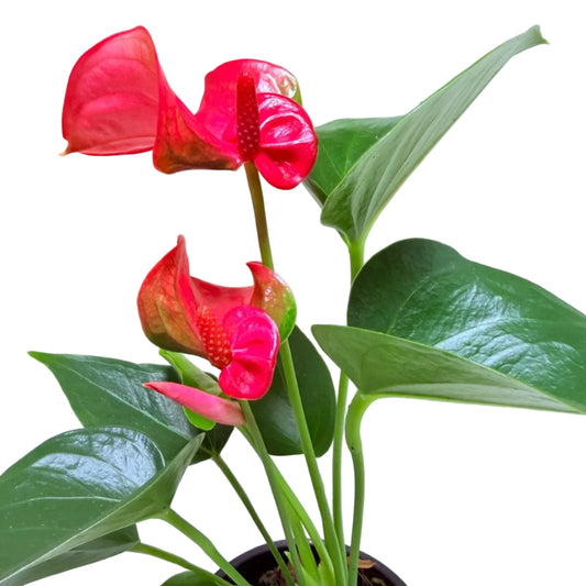 Anthurium Melito | Statement Indoor Plant