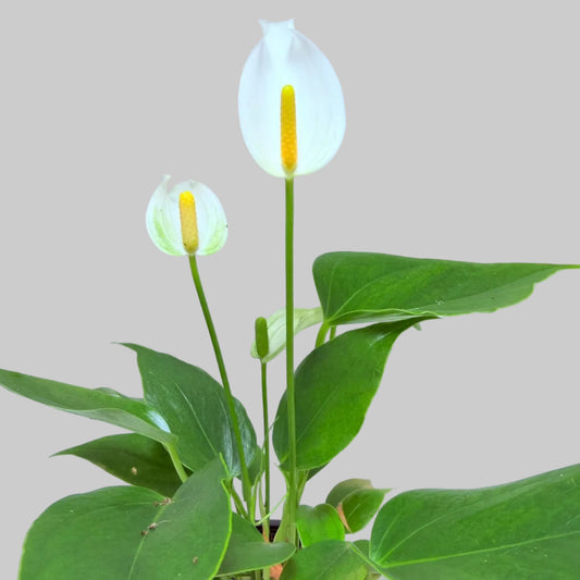 Buy Anthurium Banderola White | Rare & Exotic Plant