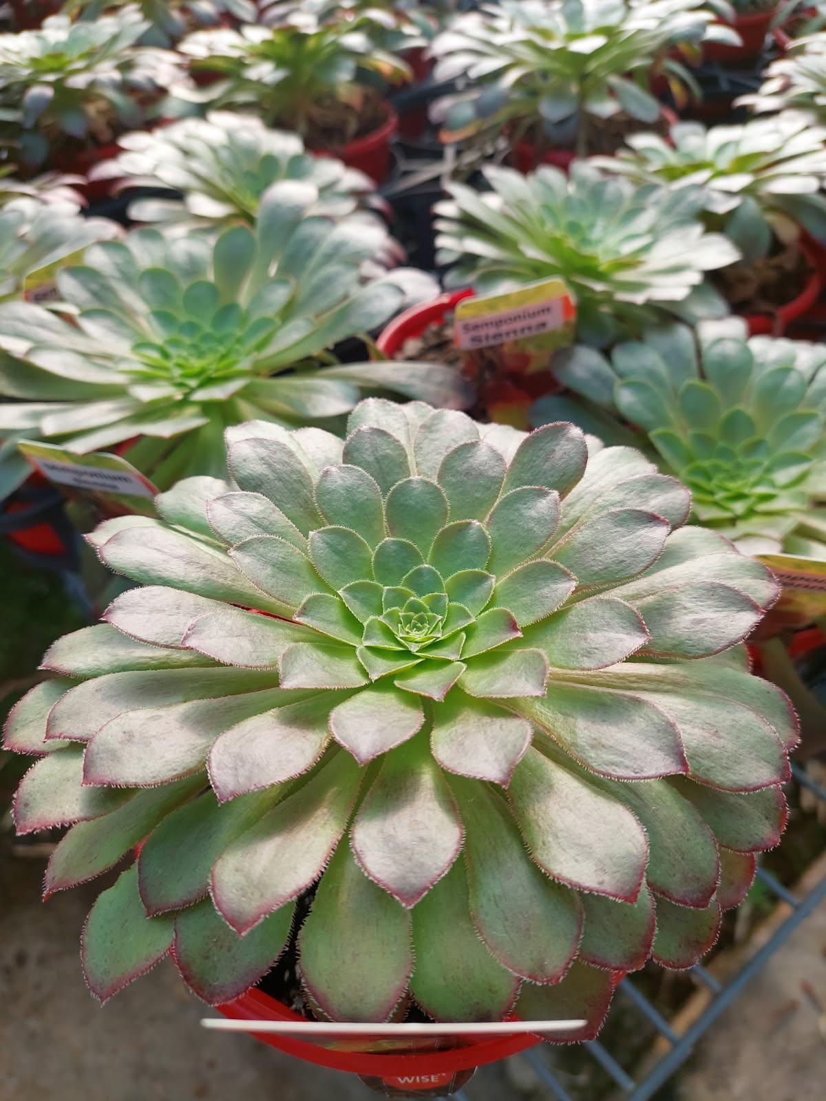 Buy Semponium Sienna | Statement Indoor Plant