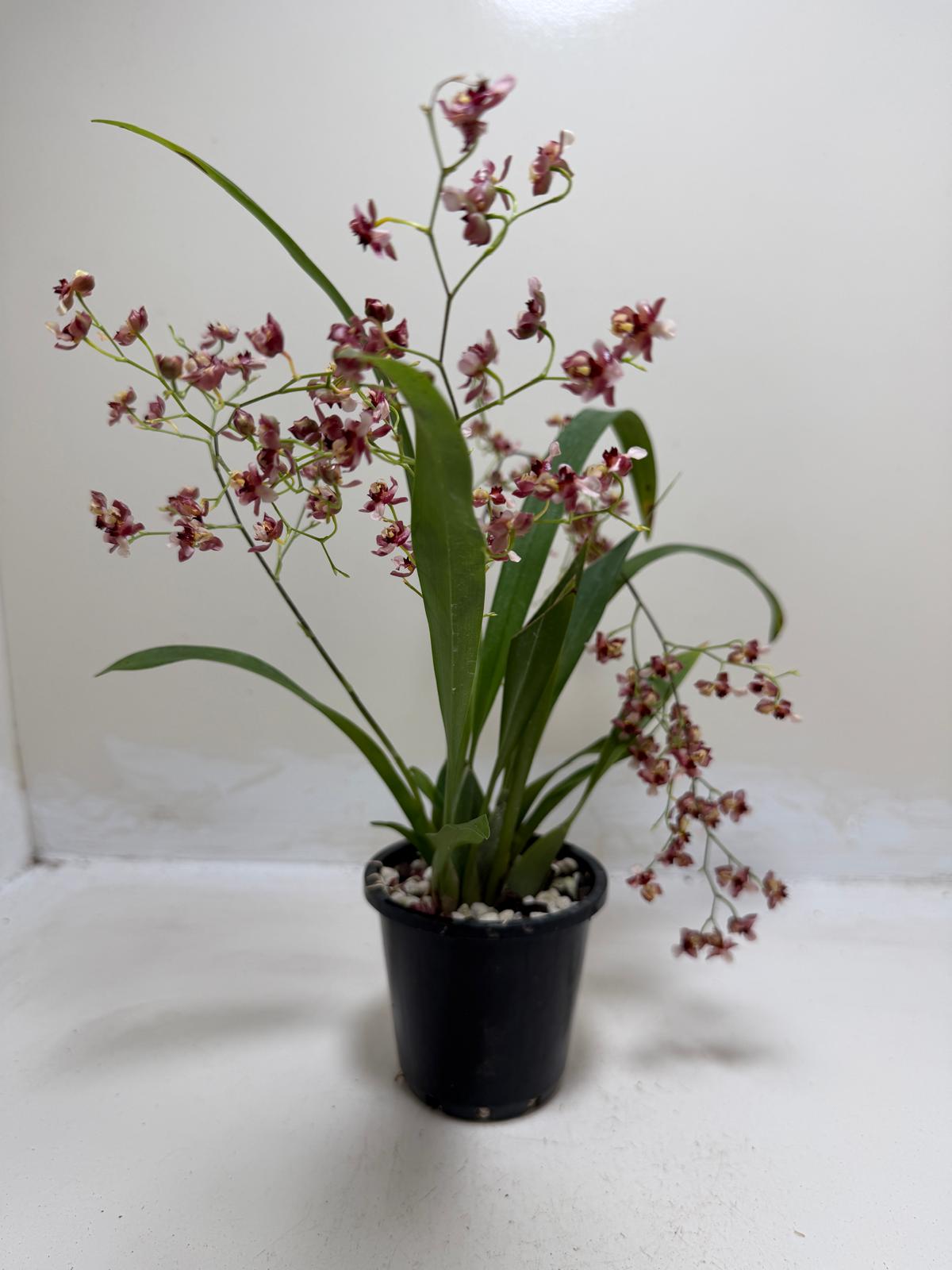 Buy Oncidium Gold Dust 'WOC Raspberry' | Orchid