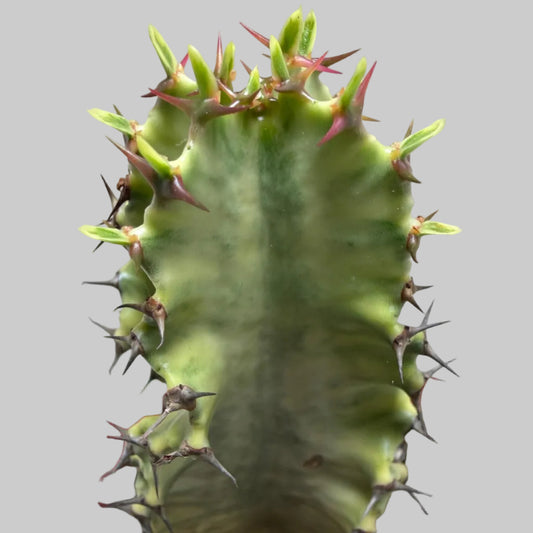 Euphorbia Erythrea Variegata