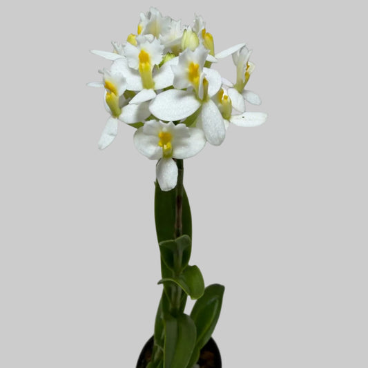 Epidendrum Raspberry Valley 'Cupid' | Orchid