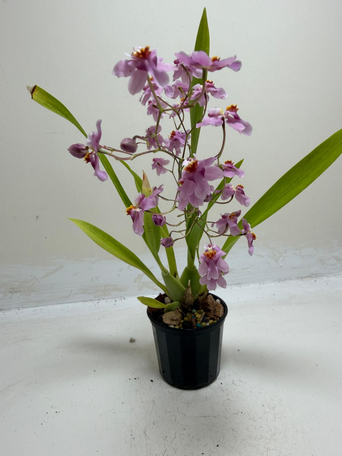 Buy Oncidium Tsiku Marguerite | Easy Care Orchid