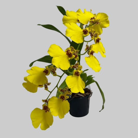Buy Oncidium Aloha Iwanaga | Easy Care Orchid