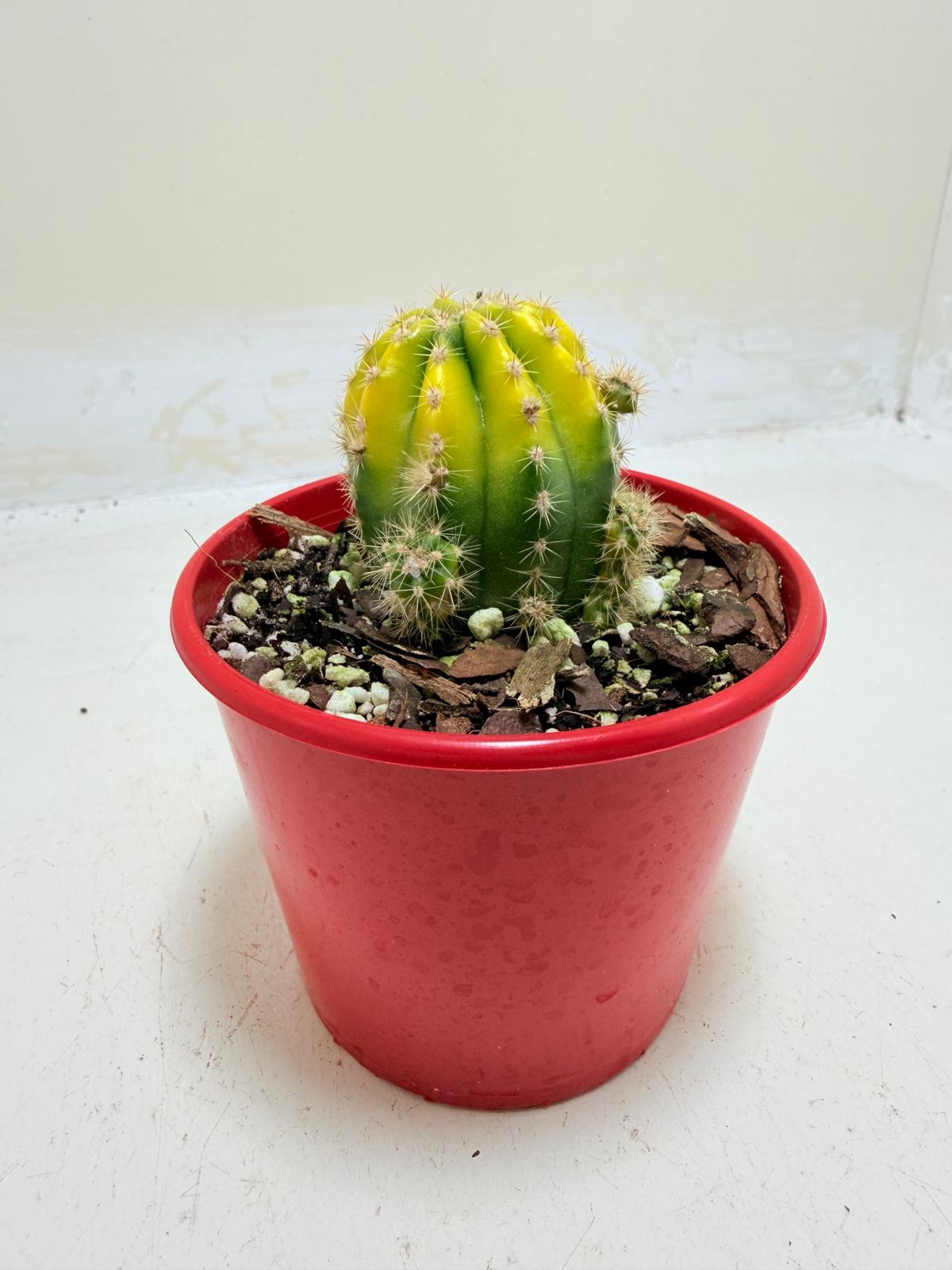 Buy Echinopsis Golden Globe | Easy Care Cactus