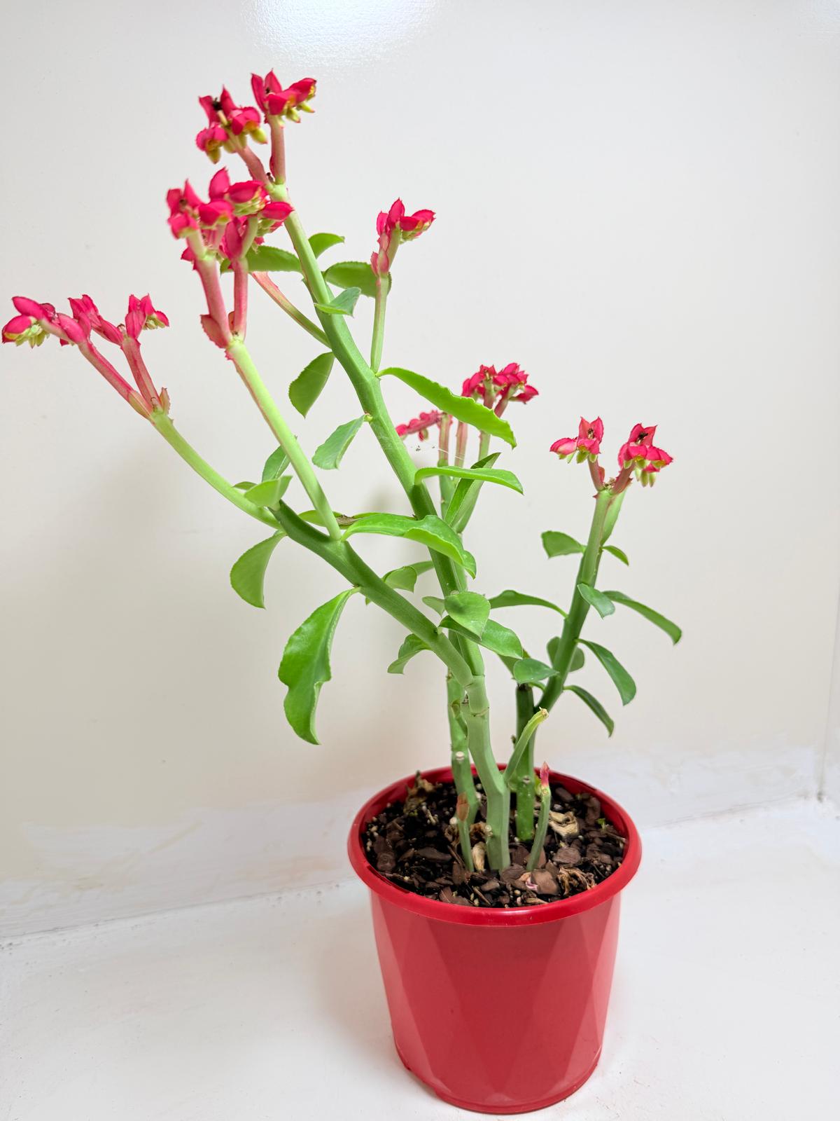 Monadenium coccineum | Rare Caudiciform Succulent